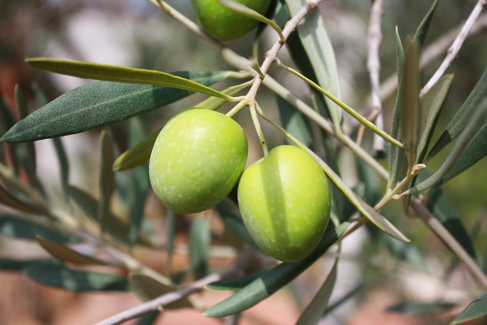 eine olive pro salat sparte American Airlines einst 40.000 dollar