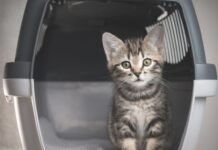 Mit Haustier reisen: Tipps für unvergessliche Abenteuer Hier sind einige Tipps, um deine Reisen mit deinem geliebten Haustier so angenehm wie möglich zu gestalten.