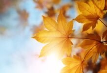 Doppelte Prämienpunkte bei ALL – Accor: So kannst du im Herbst richtig punkten Wenn du Mitglied bei ALL - Accor bist (ab Silver-Status), hast du jetzt die Chance, doppelte Prämienpunkte zu sammeln.