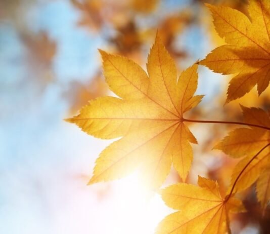 Doppelte Prämienpunkte bei ALL – Accor: So kannst du im Herbst richtig punkten Wenn du Mitglied bei ALL - Accor bist (ab Silver-Status), hast du jetzt die Chance, doppelte Prämienpunkte zu sammeln.