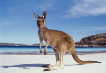 Qatar Airways Australien Gewinnspiel & 5% Rabatt auf Flüge Nimm am Qatar Airways Australien Gewinnspiel teil und sichere dir die Chance auf zwei Flüge nach Australien!