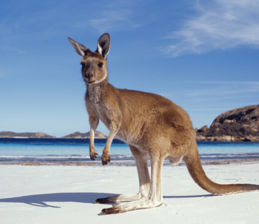 Qatar Airways Australien Gewinnspiel & 5% Rabatt auf Flüge Nimm am Qatar Airways Australien Gewinnspiel teil und sichere dir die Chance auf zwei Flüge nach Australien!