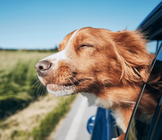 PAYBACK Extra-Punkte bei Aral & Fressnapf sammeln Mit der neuen Aktion von PAYBACK kannst du jetzt doppelt profitieren.