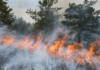 Rechte bei Waldbränden: Das gilt jetzt für Reisende Die Waldbrände in Südeuropa beeinträchtigen den Reiseverkehr. Diese Rechte solltest du jetzt kennen.