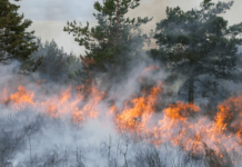 Rechte bei Waldbränden: Das gilt jetzt für Reisende Die Waldbrände in Südeuropa beeinträchtigen den Reiseverkehr. Diese Rechte solltest du jetzt kennen.