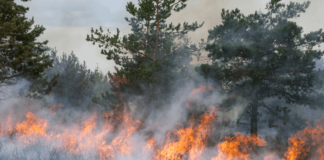 Rechte bei Waldbränden: Das gilt jetzt für Reisende Die Waldbrände in Südeuropa beeinträchtigen den Reiseverkehr. Diese Rechte solltest du jetzt kennen.