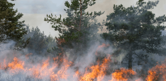 Rechte bei Waldbränden: Das gilt jetzt für Reisende Die Waldbrände in Südeuropa beeinträchtigen den Reiseverkehr. Diese Rechte solltest du jetzt kennen.