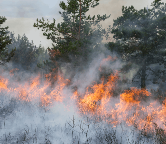 Rechte bei Waldbränden: Das gilt jetzt für Reisende Die Waldbrände in Südeuropa beeinträchtigen den Reiseverkehr. Diese Rechte solltest du jetzt kennen.